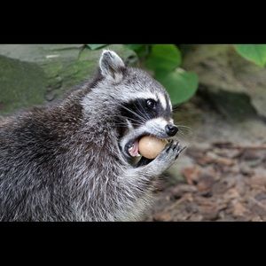 Meet your Posher, Zoe